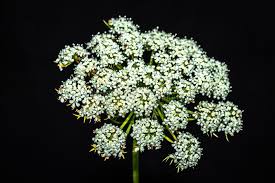 Attēlu rezultāti vaicājumam “Daucus sativus flower”