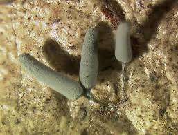 Attēlu rezultāti vaicājumam “Arcyria cinerea”