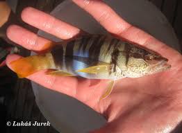 Image result for Serranus scriba