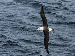 Image result for Thalassarche melanophris