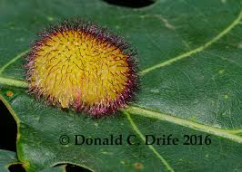 Attēlu rezultāti vaicājumam “Liposthenes glechomae”