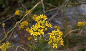 Attēlu rezultāti vaicājumam “Rorippa sylvestris leaf”