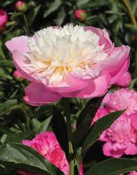 Attēlu rezultāti vaicājumam “Paeonia lactiflora”