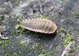 Attēlu rezultāti vaicājumam “Silpha obscura”