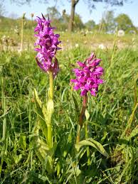 Attēlu rezultāti vaicājumam “Dactylorhiza majalis subsp. baltica flower”