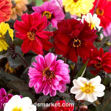 Image result for Dahlia `Red Skin`