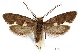 Attēlu rezultāti vaicājumam “Incurvaria oehlmanniella”