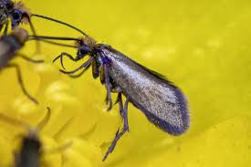 Attēlu rezultāti vaicājumam “Micropterigidae”