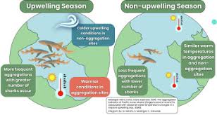 Image result for Ginglymostoma unami