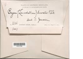 Attēlu rezultāti vaicājumam “Bryum weigelii”