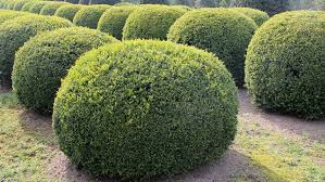 Attēlu rezultāti vaicājumam “Buxus sempervirens”