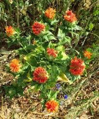 Image result for Carthamus tinctorius