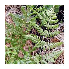 Attēlu rezultāti vaicājumam “Dryopteris dilatata”