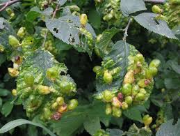 Attēlu rezultāti vaicājumam “Tetraneura ulmi”