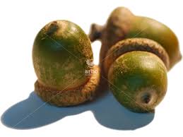 Attēlu rezultāti vaicājumam “Quercus rubra fruit”