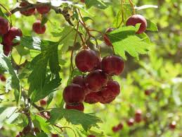 Attēlu rezultāti vaicājumam “Crataegus monogyna subsp. nordica”