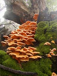 Attēlu rezultāti vaicājumam “Phyllotopsis nidulans”