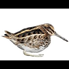 Image result for Lymnocryptes minimus