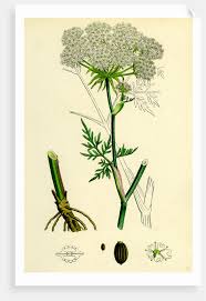 Attēlu rezultāti vaicājumam “Peucedanum palustre leaf”