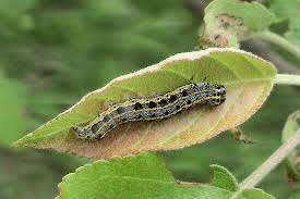 Attēlu rezultāti vaicājumam “Orthosia miniosa larva”