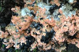 Attēlu rezultāti vaicājumam “Rhodonia placenta”