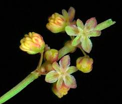 Attēlu rezultāti vaicājumam “Rumex acetosa bud”