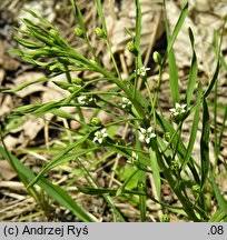 Attēlu rezultāti vaicājumam “Thesium ebracteatum”