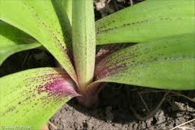 Attēlu rezultāti vaicājumam “Orchis mascula leaf”