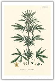 Attēlu rezultāti vaicājumam “Cannabis sativa”