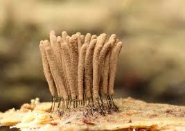 Attēlu rezultāti vaicājumam “Stemonitis axifera var. smithii”