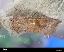 Attēlu rezultāti vaicājumam “Amphipoea”