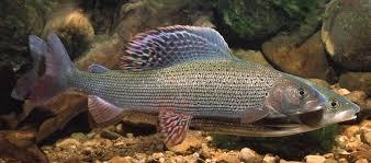 Image result for Liopsetta glacialis