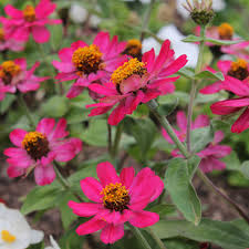 Image result for Zinnia violacea