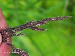Attēlu rezultāti vaicājumam “Calamagrostis purpurea”