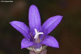 Image result for Campanula strigosa