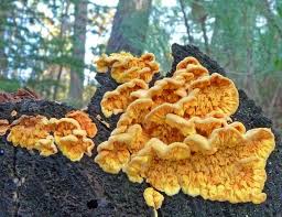 Attēlu rezultāti vaicājumam “Pseudomerulius aureus”