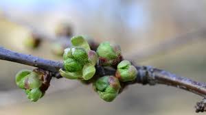 Attēlu rezultāti vaicājumam “Cerasus bud”
