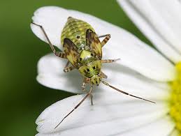 Attēlu rezultāti vaicājumam “Lygus nymph nymph”