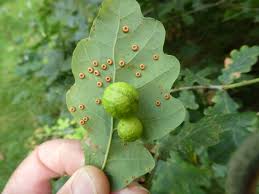 Attēlu rezultāti vaicājumam “Cynips quercusfolii”