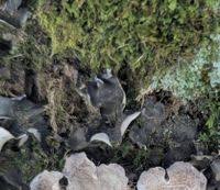 Attēlu rezultāti vaicājumam “Leptogium saturninum”