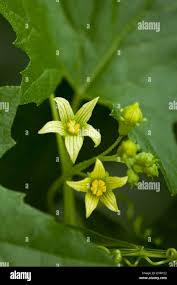 Attēlu rezultāti vaicājumam “Bryonia alba”