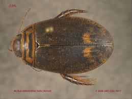 Attēlu rezultāti vaicājumam “Acilius sulcatus male”