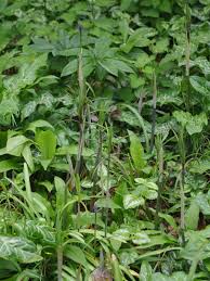 Attēlu rezultāti vaicājumam “Polygonatum verticillatum leaf”