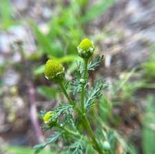 Attēlu rezultāti vaicājumam “Matricaria discoidea”