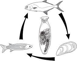 Image result for Chelon richardsonii