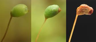 Attēlu rezultāti vaicājumam “Philonotis sporophyte”