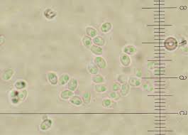 Attēlu rezultāti vaicājumam “Antrodiella faginea”