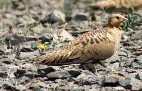 Image result for Syrrhaptes paradoxus