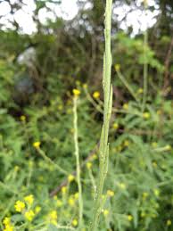 Attēlu rezultāti vaicājumam “Sisymbrium volgense flower”