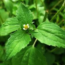 Attēlu rezultāti vaicājumam “Galinsoga quadriradiata leaf”